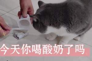 酸奶爱好者——小猫咪的健康秘密（以小猫咪为例，探索动物爱喝酸奶的原因和益处）