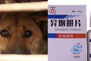 探究犬肺结核的治疗周期及关键因素（药物治疗时间、疗效评估和合理用药是治疗犬肺结核的关键）