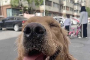 金毛犬的五个小秘密，了解这些冷知识！（揭开金毛犬背后的神秘面纱，你知道其中的关键吗？）