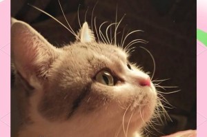 网上买猫小技巧，选购八大细节缺一不可（宠物猫选购的关键细节和技巧，让你无忧买到健康可爱的猫咪）