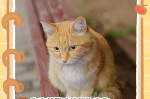 猫咪生产间隔及最佳繁殖周期（探讨猫咪繁殖周期，了解生产间隔对猫咪健康的影响）