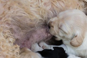 拉布拉多幼犬的断奶时机（了解拉布拉多幼犬断奶的关键时刻和注意事项）
