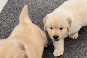 国内知名金毛犬舍大揭秘（探寻国内著名金毛犬舍，发现最优质的宠物伙伴）