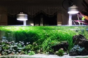 鱼缸换水的最佳时间（养鱼者必看！掌握正确的换水时间，让你的鱼儿健康快乐）