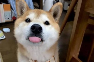 柴犬（迷人的外貌与独特的个性）