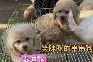 泰迪与串串美食的奇妙结合（以泰迪为主导的串串餐饮文化）