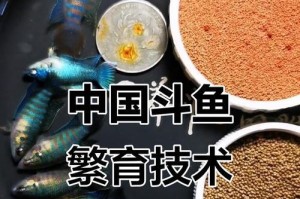 中国斗鱼养鱼久了才能大有所获（探究中国斗鱼养鱼的时间成本和回报情况）