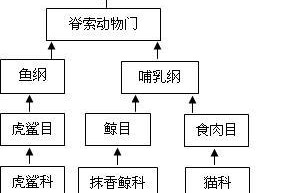 如何正确饲养几何陆龟？宠物爱好者必读的饲养技巧