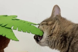 揭秘猫咪乱咬的原因（为何猫咪对周围的事物情绪极度复杂？）
