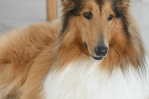探索苏牧犬的多样颜色（揭秘苏牧犬主要颜色及特点）