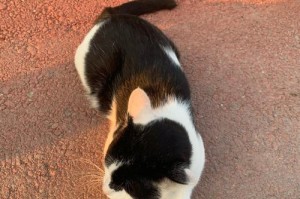 探寻最合适的宠物猫（了解18种宠物猫，选择最心仪的伴侣）