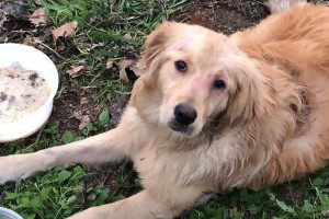 金毛能断水多久？-揭秘金毛犬对于缺水的耐受力（金毛犬、断水、耐受力、补水、保健）