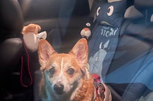 狗为何爱上沙发？（揭秘狗狗对沙发的无限钟爱，与主人共享温暖舒适）
