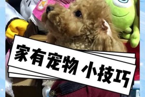 如何源头上杜绝狗狗乱撒尿行为？（探讨狗狗只会把尿拉在有气味的地区的现象及解决方法）