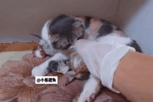 猫咪生完孩子后何时可以再次配种？（了解猫咪的生育周期及配种间隔时间）