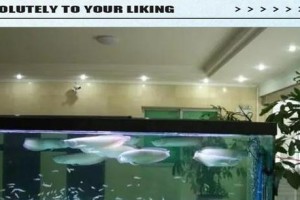 龙鱼养殖（以养龙鱼的鱼缸多大比较合适？）