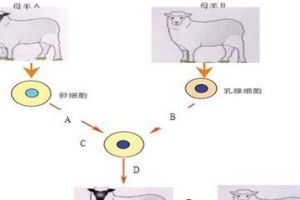 灰尾田鼠的饲养方法是什么？小巧玲珑的宠物，家中亲近自然的选择