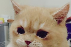 猫咪为什么会流眼泪？（探究猫咪流泪的原因及应对方法）