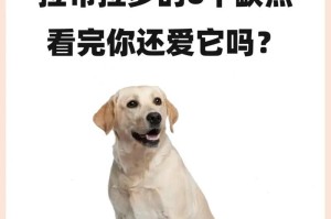 拉布拉多的繁殖周期及生产时间（揭秘拉布拉多生育的时间表，了解犬只繁殖特点与注意事项）