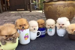 茶杯犬（小巧可爱的茶杯犬赢得众多饲主的喜爱）