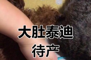 泰迪犬怀孕肚子大的时间和变化（了解泰迪犬怀孕期间肚子变大的过程和持续时间）
