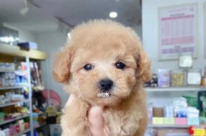 以泰迪的色名为主题的文章（探索泰迪犬毛色的美丽世界）