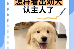 泰迪狗认主的表现及其意义（泰迪狗什么时候开始认主？如何判断泰迪狗已经认主了？）