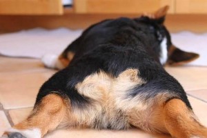 狗狗断尾的常用方法（了解狗狗断尾的几种方式及注意事项）