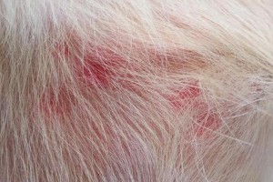 狗肠道寄生虫及其预防控制（了解狗肠道寄生虫，保护宠物健康）