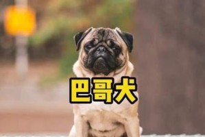 如何养哈巴狗？掌握这几点，幼犬小哈不再难养！（关注这些要点，让你的幼犬小哈健康快乐成长）