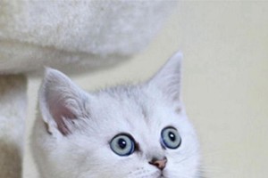 揭秘“以星期猫”的神秘含义（解读周末宠物的趣事与寓意）