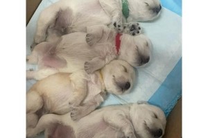 小狗的排便频率及注意事项（新生小狗排便规律解析，如何有效管理？）