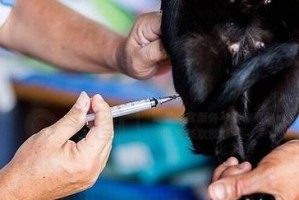 猫咪全麻后能活动多久？（探究猫咪全麻后恢复行动力的时间）