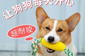 如何为你的柴犬做好驱虫工作（宠物健康从驱虫开始）