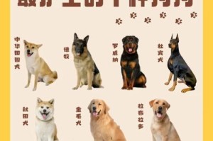 饲养这些狗狗最烧钱！谨慎选择以免财务遭殃（为了宠物幸福，你需要了解这些高成本犬种！）