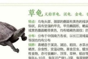 探究以巴西龟能干养的时间（以巴西龟能干养需要多长时间？—解密这一独特饲养方式）