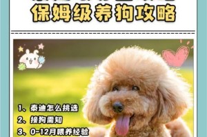 如何正确清洁幼犬泰迪耳朵？（清洁频率、步骤与注意事项一网打尽！）