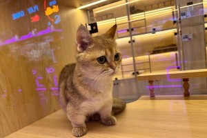 茶杯猫的可爱之魅力（探寻茶杯猫的魅力与价格）