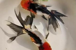 红头金鱼的喂食频率及注意事项（红头金鱼喂食时间间隔和食物种类选择的关键性）
