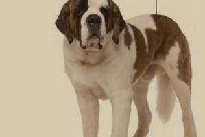 圣伯纳犬的成年期到底需要多久？（探寻圣伯纳犬成年的关键标志和发展特点）