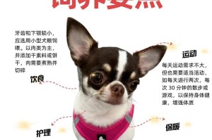 吉娃娃饲养指南（了解关键要点，打造幸福和谐的生活环境）
