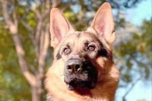 为什么以德牧是万能工作犬，但养得人会那么少？（探寻养以德牧的6个原因！）