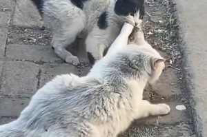 小猫咬主人手的含义剖析（探索小猫咬主人手行为的原因和解决办法）