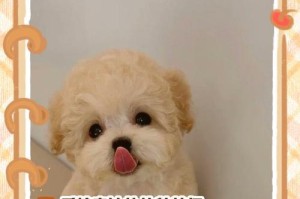 泰迪犬毛色变化的时间周期（探秘泰迪犬毛色的发展演变及其关键因素）