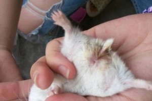 仓鼠湿尾的症状、原因与治疗（仓鼠湿尾的相关知识，预防与护理宝典）