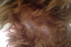 泰迪犬常见疾病及预防方法（关爱你的泰迪犬，健康无忧！）