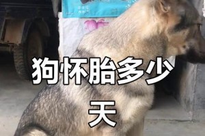 狗狗的怀孕周期及注意事项（了解狗狗的繁殖周期和如何做好照顾）