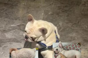 帮助法斗犬恢复身体的有效措施（应对法斗犬长期感冒的关键措施和护理方法）