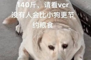 拉布拉多犬扒下行为的原因及如何解决（揭秘拉布拉多犬扒下的7个原因，助你解决扒下问题）