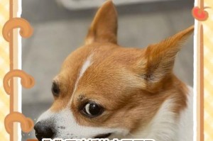 狗狗运动和饮食的最佳时间安排（为您的爱犬定制科学的饮食与运动计划）